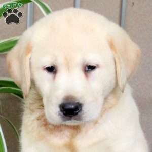 Sunlight, Yellow Labrador Retriever Puppy