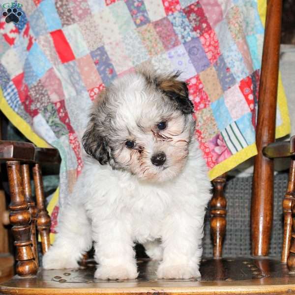 Sunny, Havanese Puppy