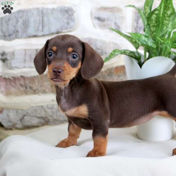 Sunny, Dachshund Puppy