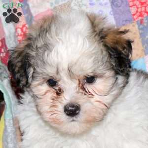 Sunny, Havanese Puppy