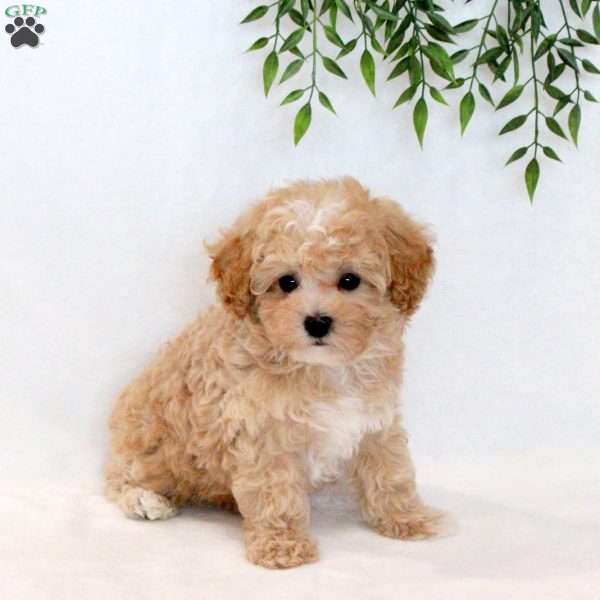 Sunny, Maltipoo Puppy