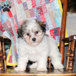 Sunny, Havanese Puppy