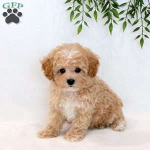 Sunny, Maltipoo Puppy