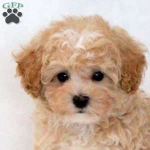 Sunny, Maltipoo Puppy