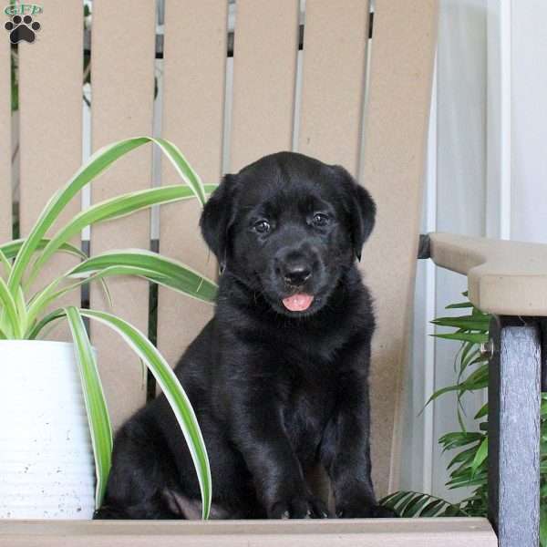Sunshine, Black Labrador Retriever Puppy
