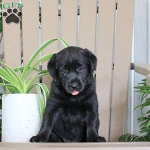 Sunshine, Black Labrador Retriever Puppy