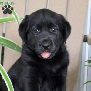 Sunshine, Black Labrador Retriever Puppy