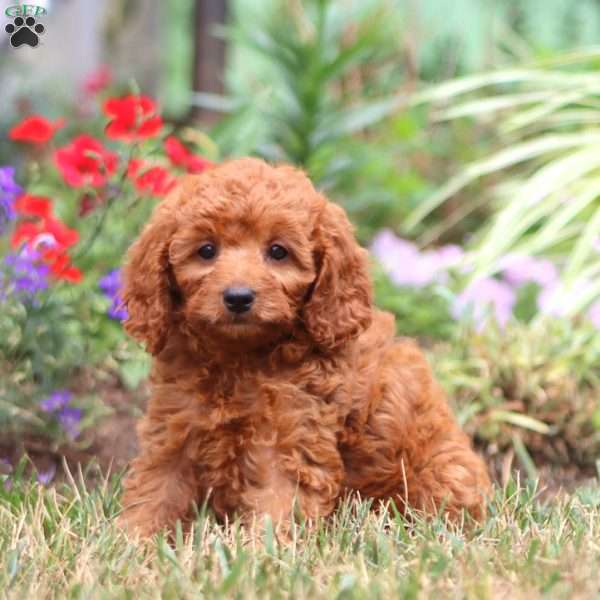 Sunshine, Cavapoo Puppy