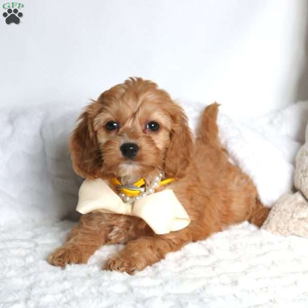 Sunshine, Cockapoo Puppy