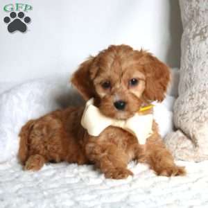 Sunshine, Cockapoo Puppy