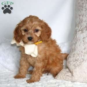 Sunshine, Cockapoo Puppy