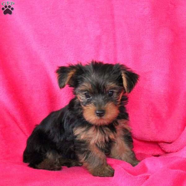Susan, Yorkie Puppy