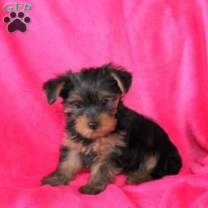 Susan, Yorkie Puppy