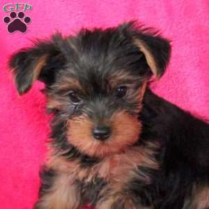 Susan, Yorkie Puppy