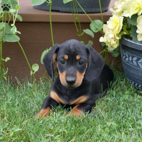 Sushi, Dachshund Puppy