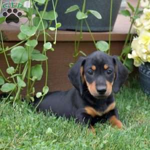 Sushi, Dachshund Puppy