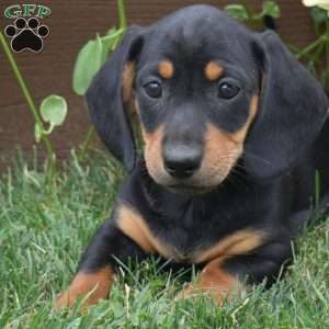 Sushi, Dachshund Puppy