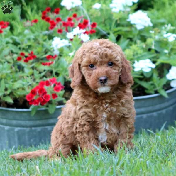 Suzy, Miniature Poodle Mix Puppy