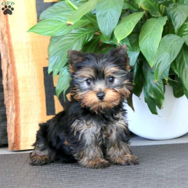 Suzy, Yorkie Puppy