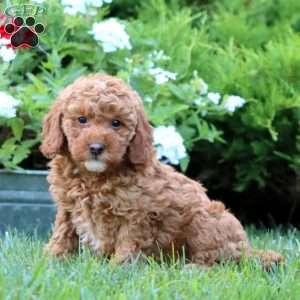Suzy, Miniature Poodle Mix Puppy