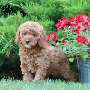 Suzy, Miniature Poodle Mix Puppy