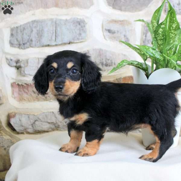 Sweetie, Dachshund Puppy
