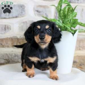 Sweetie, Dachshund Puppy