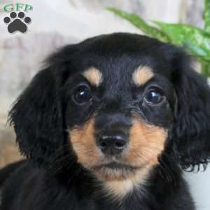 Sweetie, Dachshund Puppy