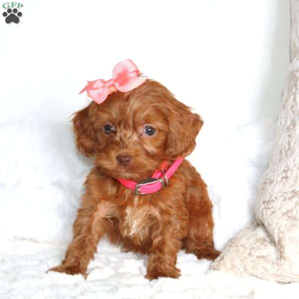 Sweetie, Cockapoo Puppy