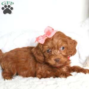 Sweetie, Cockapoo Puppy