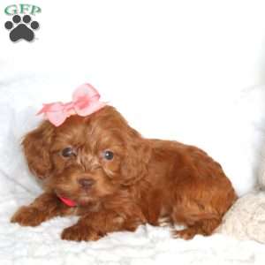 Sweetie, Cockapoo Puppy