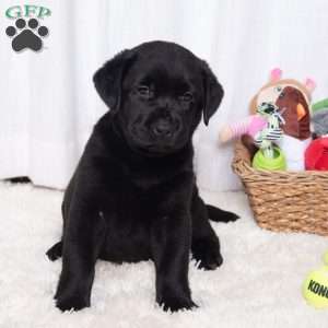 Sweetie, Black Labrador Retriever Puppy