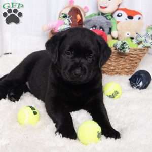 Sweetie, Black Labrador Retriever Puppy