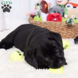 Sweetie, Black Labrador Retriever Puppy
