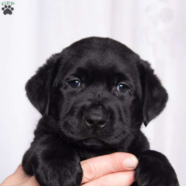 Sweetie, Black Labrador Retriever Puppy