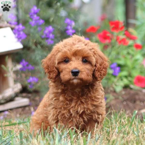Sweets, Cavapoo Puppy