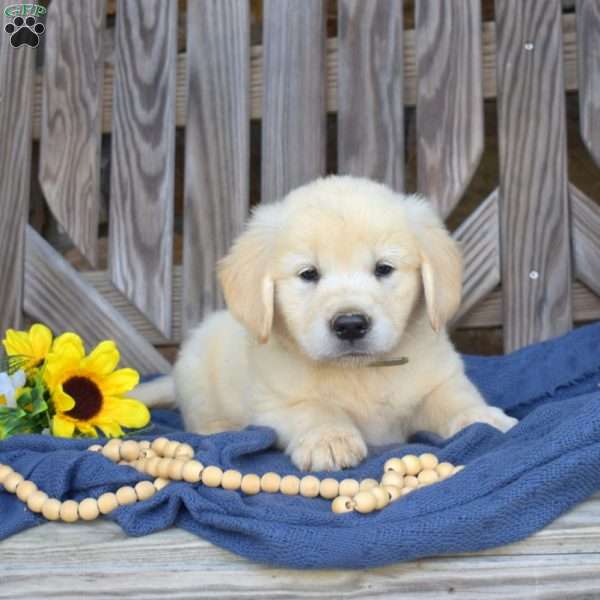 Sylvester, Golden Retriever Puppy