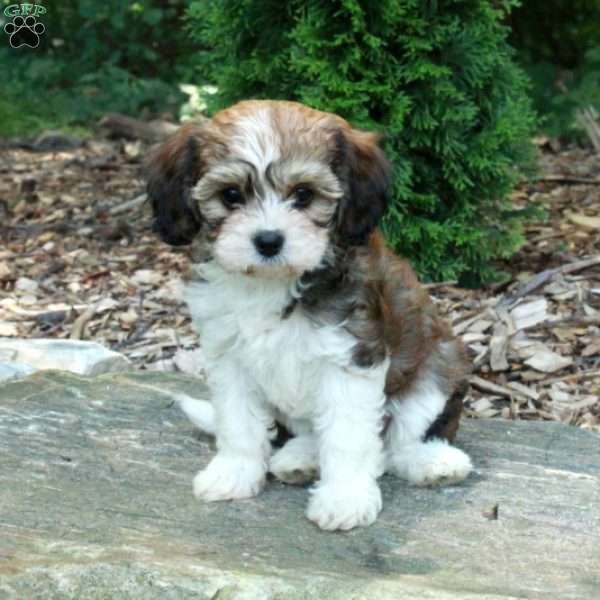 Sylvia, Havanese Mix Puppy