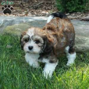 Sylvia, Havanese Mix Puppy