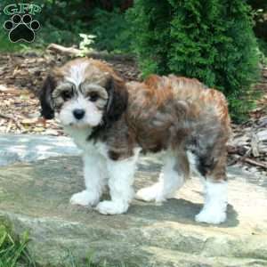 Sylvia, Havanese Mix Puppy