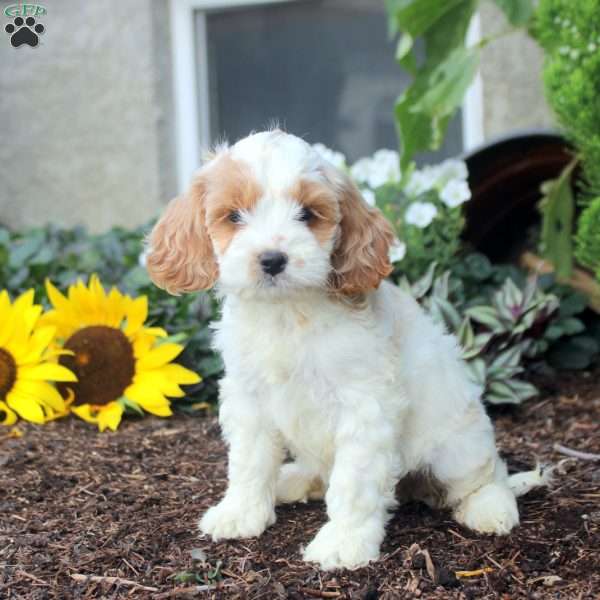 Sylvie, Cockapoo Puppy