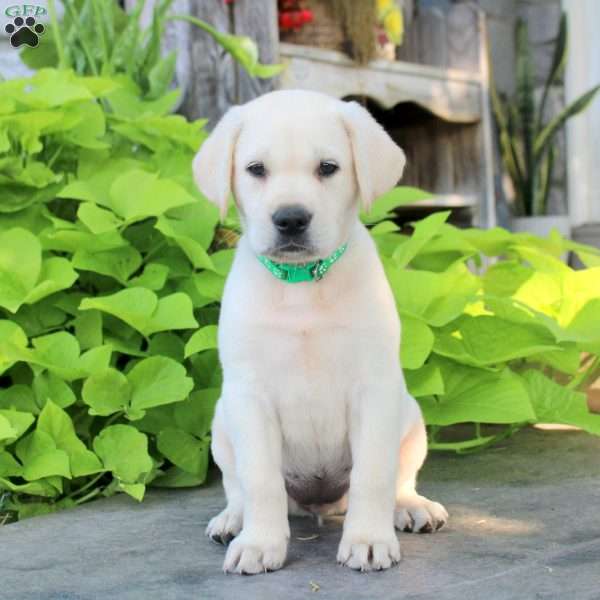 Sylvie, Yellow Labrador Retriever Puppy