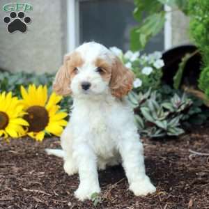Sylvie, Cockapoo Puppy