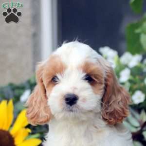 Sylvie, Cockapoo Puppy