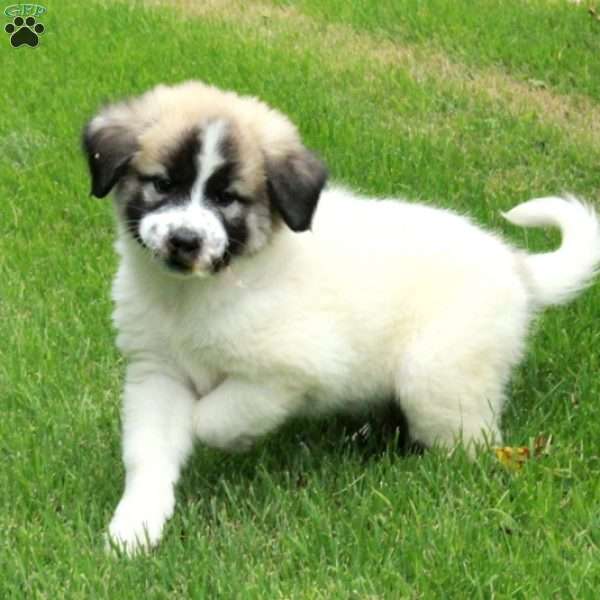Tabitha, Great Pyrenees Mix Puppy