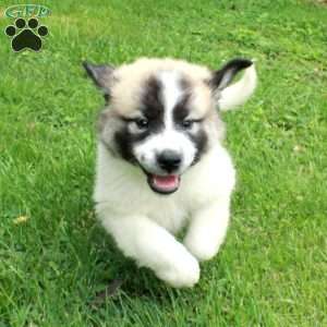 Tabitha, Great Pyrenees Mix Puppy