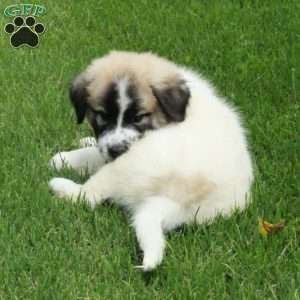 Tabitha, Great Pyrenees Mix Puppy