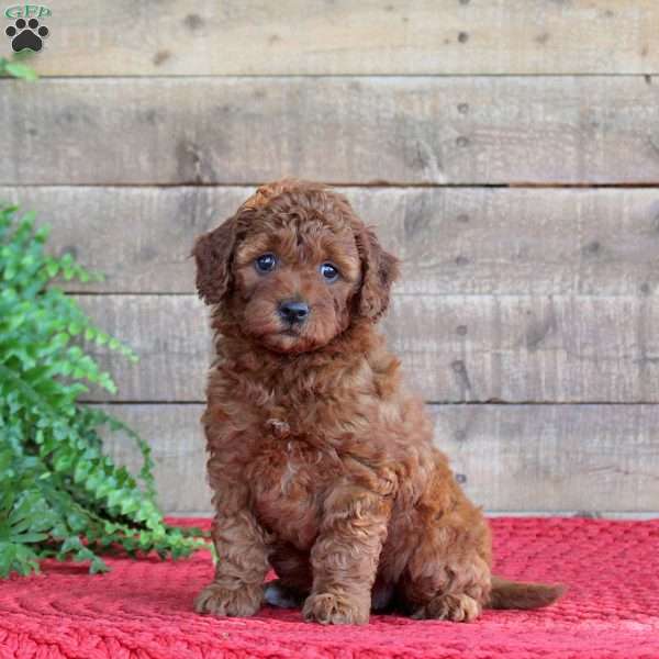 Taffy, Mini Goldendoodle Puppy