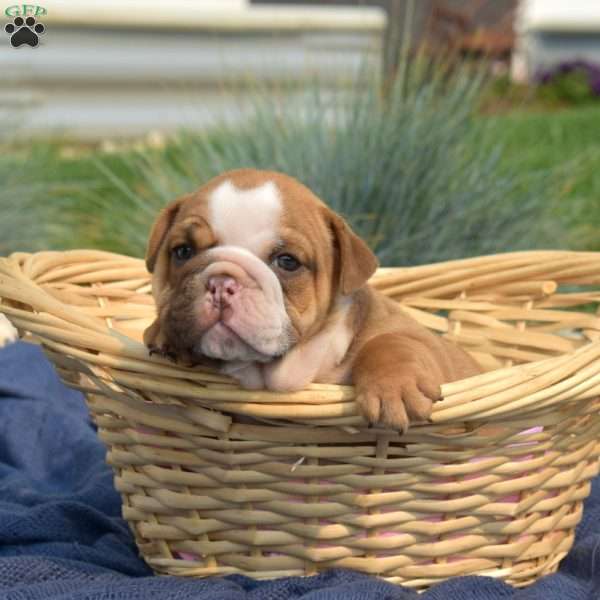 Taffy, English Bulldog Puppy
