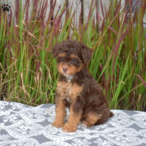 Taffy, Miniature Poodle Puppy